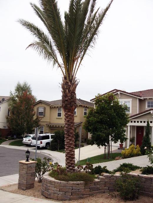 Palm Garden photo
